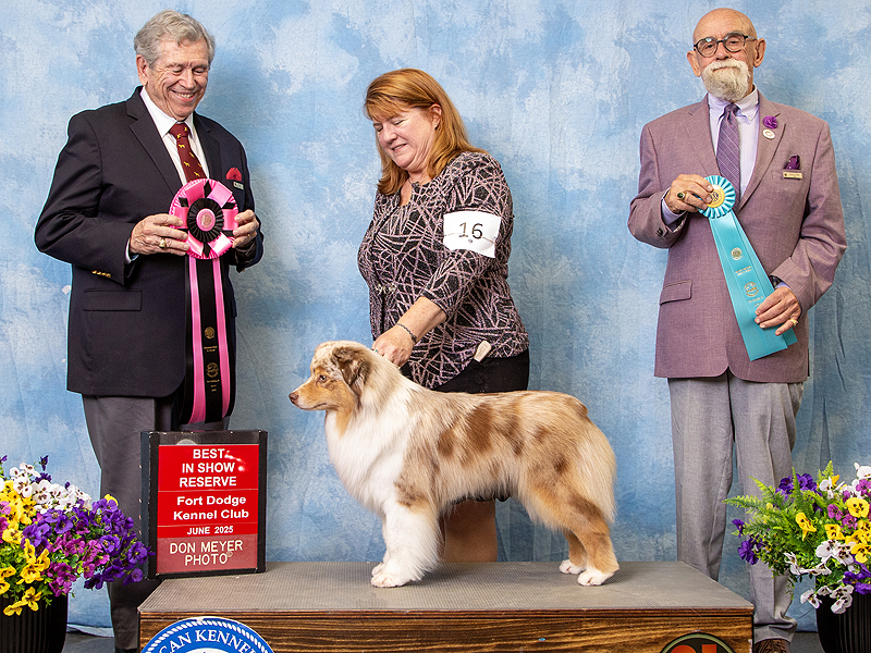 Naughty Reserved Best In Show, Owner Handler Best In Show