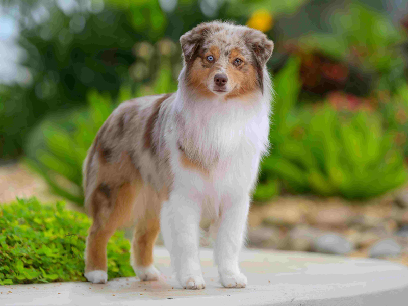 Naughty showing her pretty conformation.