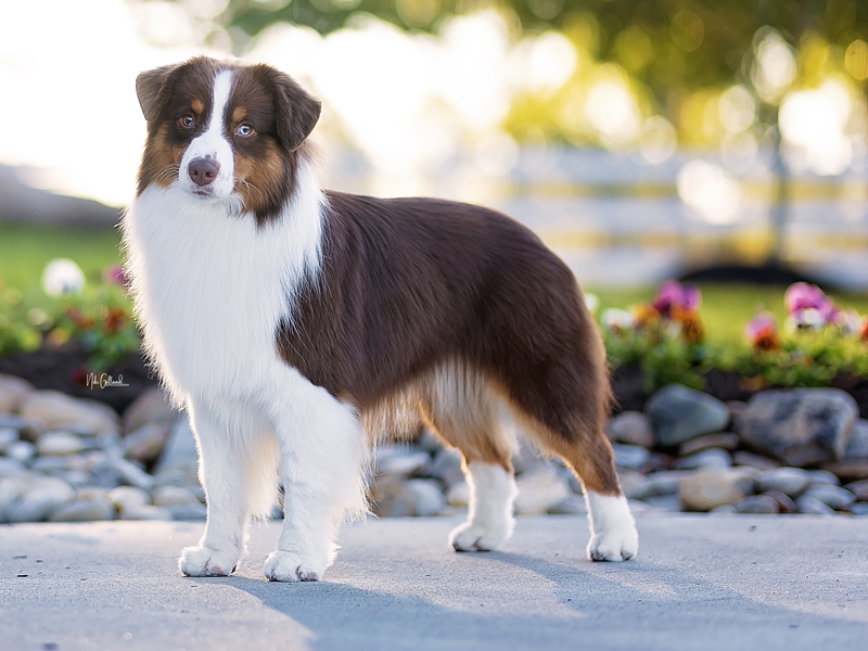 Sonny showing off his beautiful conformation. BISS AM/CAN Ch. Pixielane’s Son Of An Icon FDC.