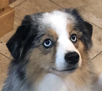 Ch. Woodridge Sunshine and Whiskey FDC BCAT CGC TKI is a feisty little girl who is very outgoing and athletic. Ch. Woodridge Sunshine and Whiskey FDC BCAT CGC TKI is a feisty little girl who is very outgoing and athletic.